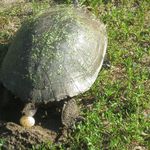 The turtle laying her first egg
